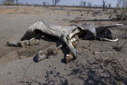 Image of African bush elephant