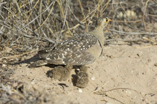 Image of Double-banded Sandgrouse