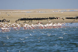 Image of Greater Flamingo