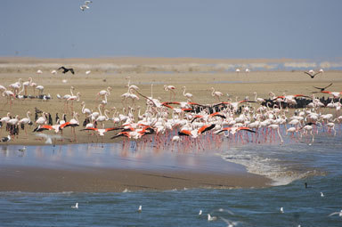 Image of Greater Flamingo