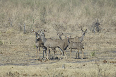 Image of Greater Kudu