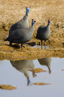 Image of Helmeted Guineafowl