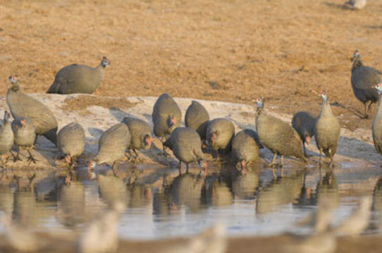 Image of Helmeted Guineafowl