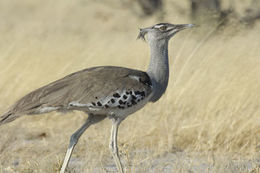 Image of Kori Bustard