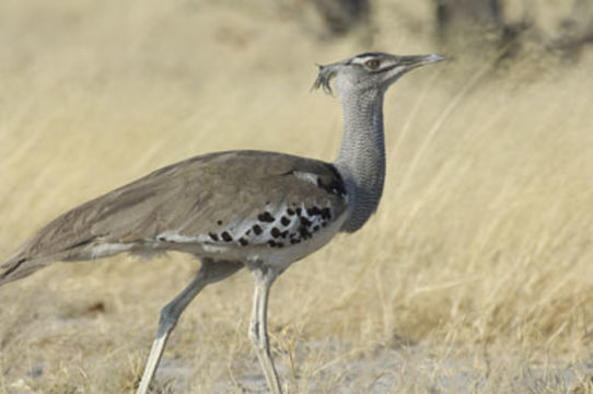 Image of Kori Bustard