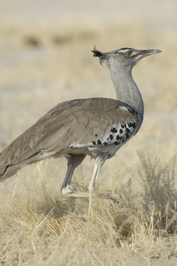 Image of Kori Bustard