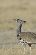 Image of Kori Bustard