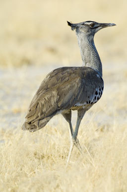 Image of Kori Bustard