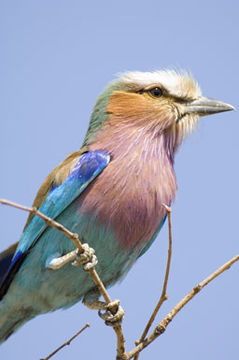 Image of Lilac-breasted Roller