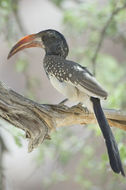Image of Monteiro's Hornbill