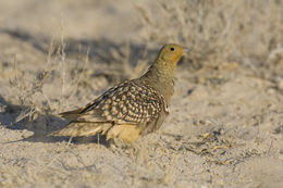 صورة Pterocles namaqua (Gmelin & JF 1789)