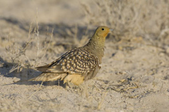 Image of Namaqua Sandgrouse