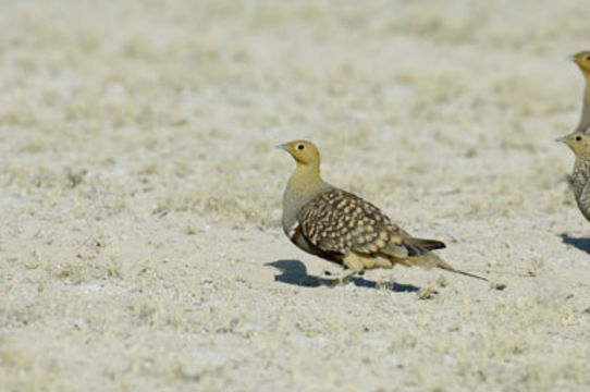 Plancia ëd Pterocles namaqua (Gmelin & JF 1789)