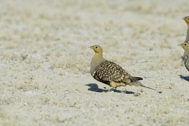 Image of Namaqua Sandgrouse