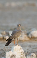 Image of Pale Chanting Goshawk