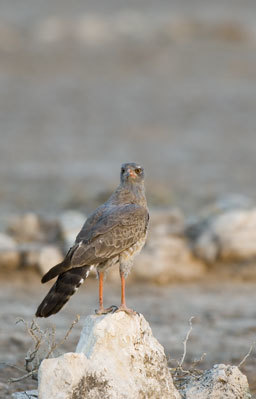 Image of Pale Chanting Goshawk