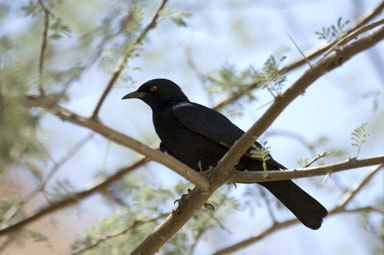 Image of Pale-winged Starling
