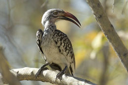 Image of Southern Red-billed Hornbill