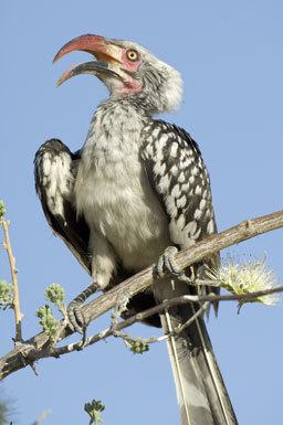 Image of Southern Red-billed Hornbill