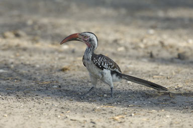Image of Southern Red-billed Hornbill