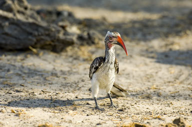 Image of Southern Red-billed Hornbill