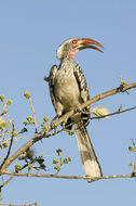 Image of Southern Red-billed Hornbill