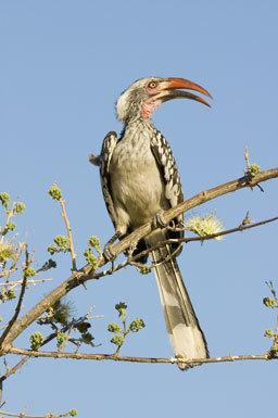 Image of Southern Red-billed Hornbill