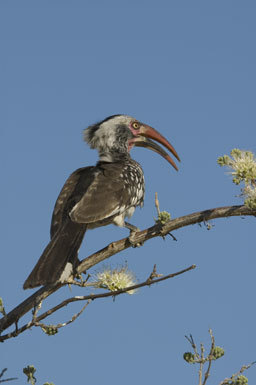 Image of Southern Red-billed Hornbill