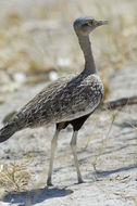 Image of Red-crested Bustard