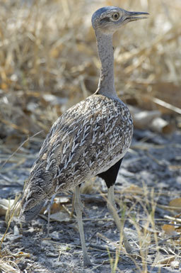 Image of Red-crested Bustard