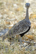 Image of Red-crested Bustard