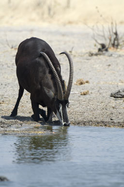 Hippotragus niger (Harris 1838) resmi