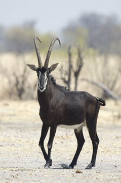 Hippotragus niger (Harris 1838) resmi