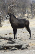 Hippotragus niger (Harris 1838) resmi