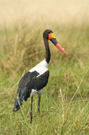 Ephippiorhynchus senegalensis (Shaw 1800) resmi