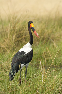 Ephippiorhynchus senegalensis (Shaw 1800) resmi