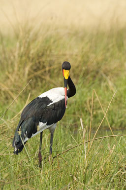 Ephippiorhynchus senegalensis (Shaw 1800) resmi