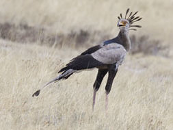 Image of Secretarybird