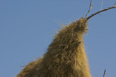 Image de Moineau-tisserin sociable