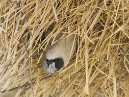 Image of Sociable Weaver