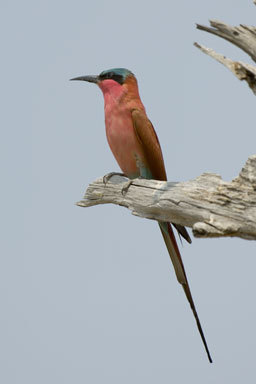 Image of Southern Carmine Bee-eater