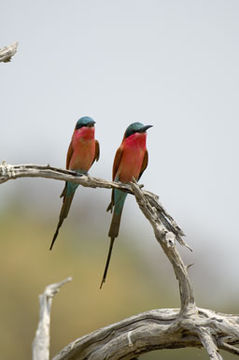 Image of Southern Carmine Bee-eater