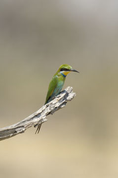 Image of Swallow-tailed Bee-eater