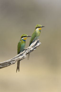 Image of Swallow-tailed Bee-eater