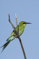 Image of Swallow-tailed Bee-eater