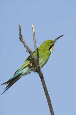 Image of Swallow-tailed Bee-eater
