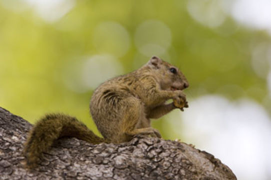 Image of Smith's Bush Squirrel