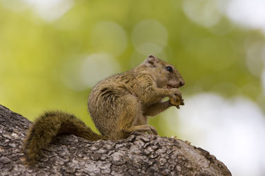 Image of Smith's Bush Squirrel