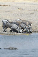 Image of Common Warthog