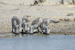 Image of Common Warthog